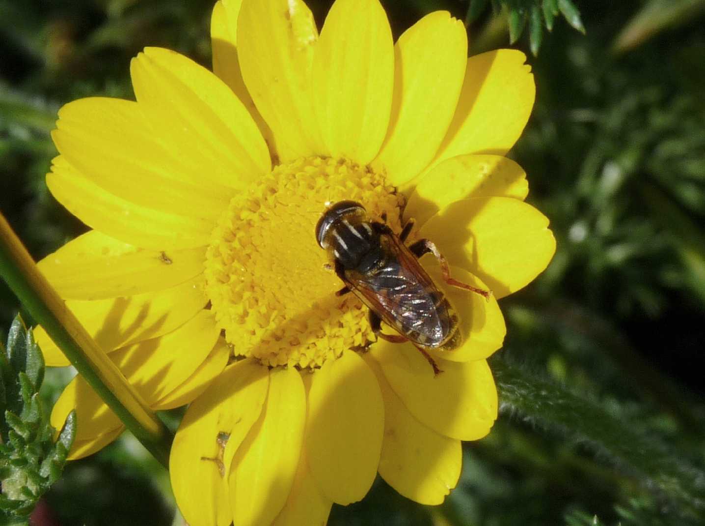 Altro Syrphidae da determinare